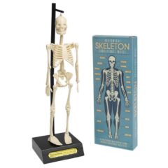 Rex London Anatomiczny model szkieletu